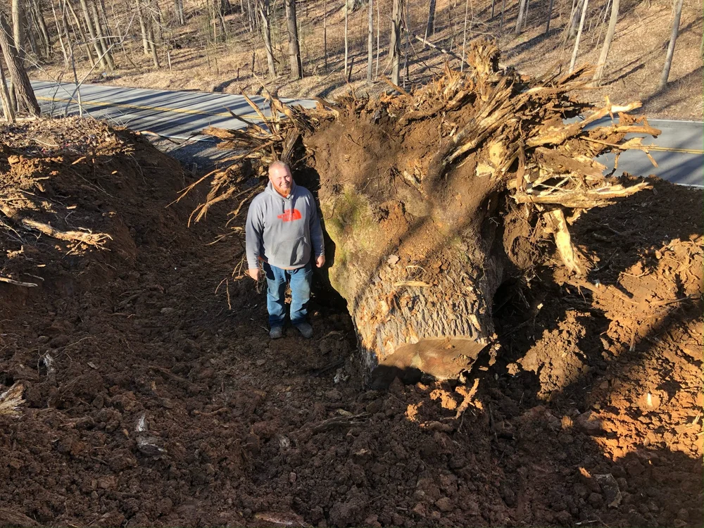 A very large excavated tree stump and root ball beside a cleared area, with a person standing nearby for scale